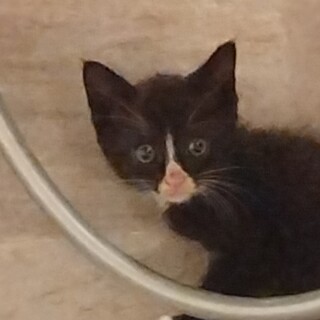 生後1ヶ月程度の子猫ちゃん