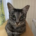 添い寝して！甘えん坊サバトラ