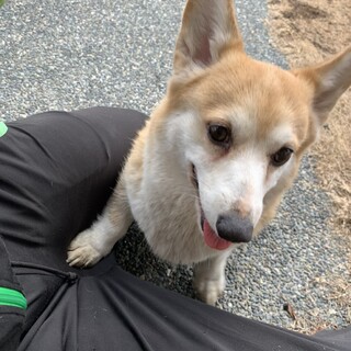 6歳のコーギー女の子