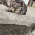 人懐っこい猫です