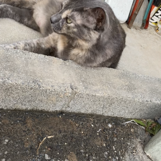 人懐っこい猫です