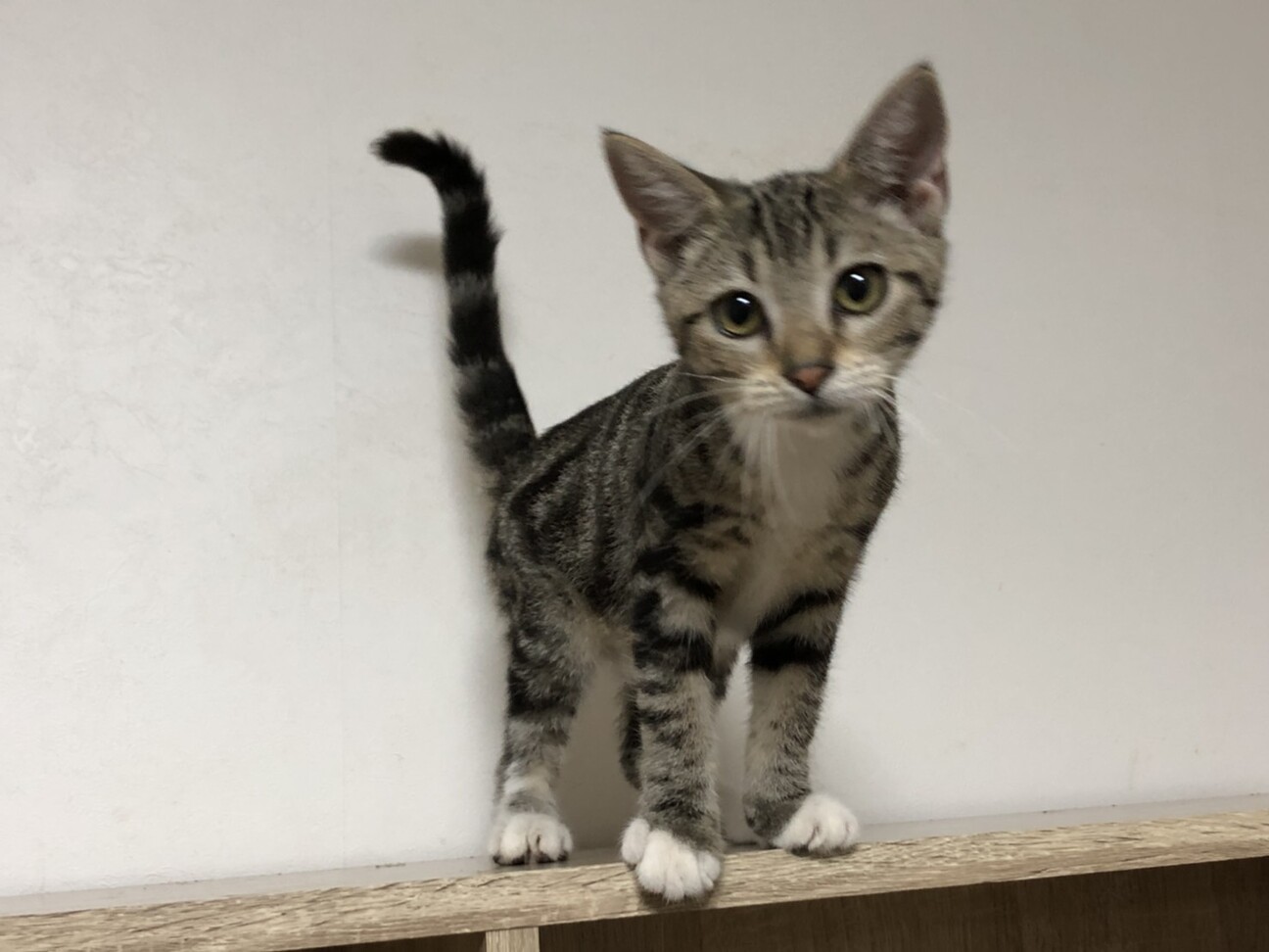 アメリカンカール 大人し 愛知県 猫の里親募集 ペットのおうち 月間利用者150万人