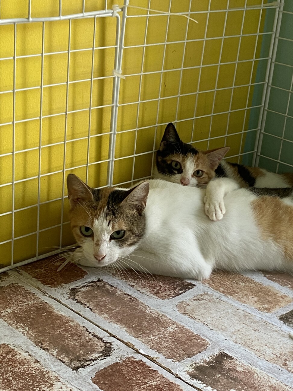 三毛猫の親子」兵庫県 - 猫の里親募集(378691) 4枚目の画像