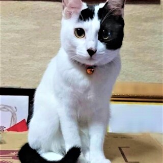 背中にハート？の白黒ウシ柄・おてんば娘