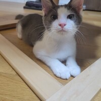 あめ
