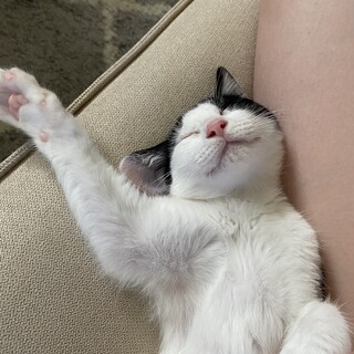 子猫の里親募集してます 長野県 猫の里親募集 ペットのおうち 月間利用者150万人