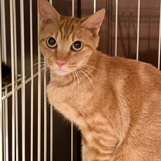 アメショ風茶トラ　珍しい女の子　家猫修行中