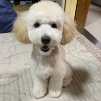 こむぎ
