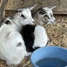 ぱんだ　