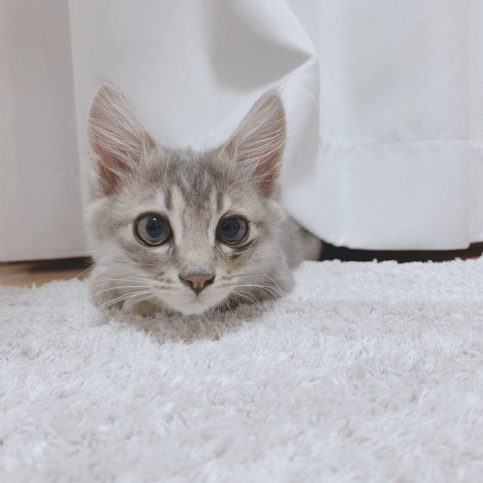 ユキオのカバー写真