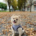 甘え上手のポメ