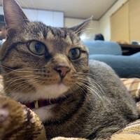 あめ