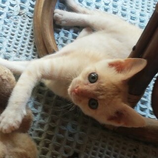 可愛い茶トラの男の仔です。