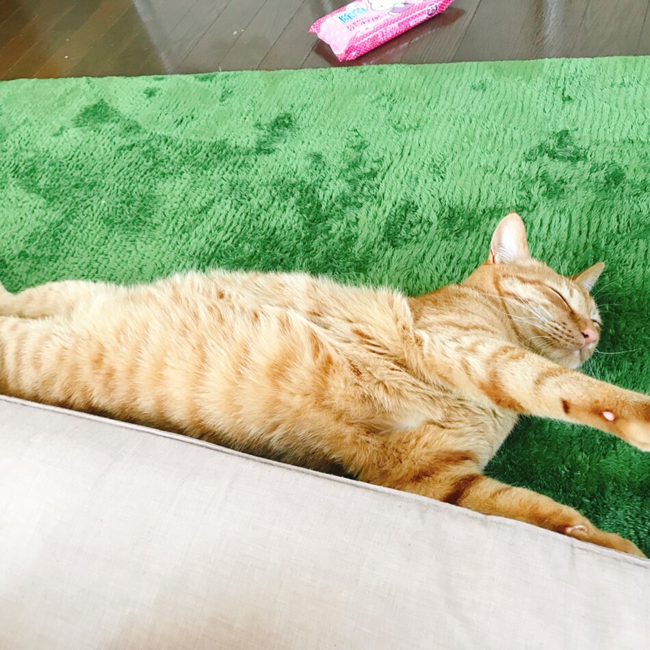 寅次郎のカバー写真