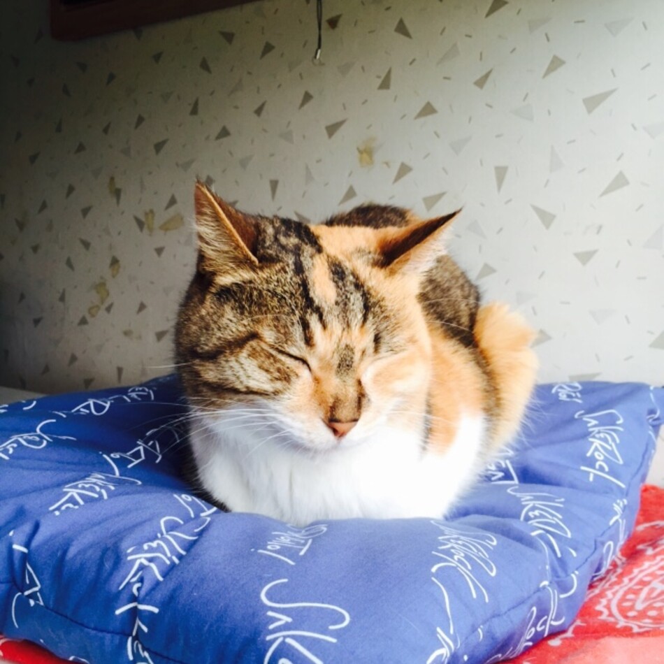 みーちゃんのカバー写真