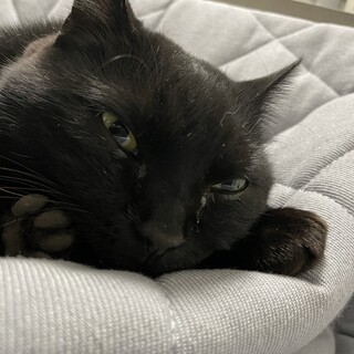 里親を探しています