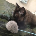 [再掲］保護黒猫2匹の里親募集