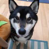 こゆき
