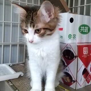 長毛で尻尾ふさふさ　3ヶ月くらいのマリンちゃん