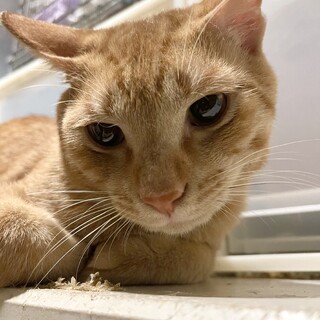 温厚で人が好きな丸ドラオレンジ男子