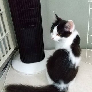 長毛で尻尾ふさふさの4兄妹　ランちゃん