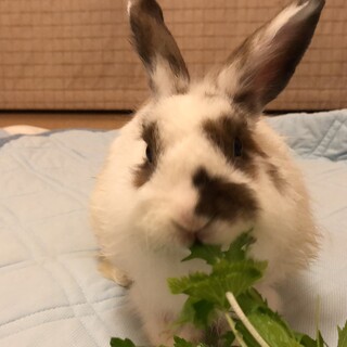 【クローバーくん】