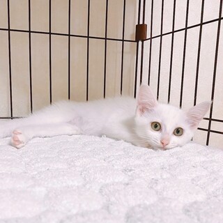 9/5西千葉ෆ⃛マイペース女子ෆ⃛きなこちゃん