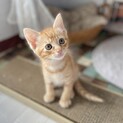 やんちゃな甘えん坊☆とら吉くん1.5ヶ月
