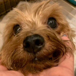 保護っこヨーキー♬てりちゃん♪里親絶賛募集中！