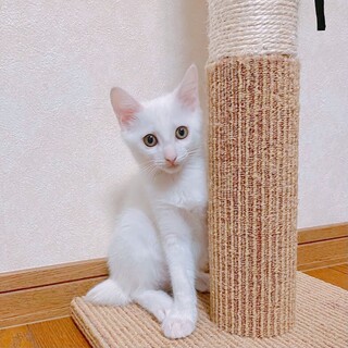 9/5西千葉ෆ⃛元気印の男の子ෆ⃛しらたまくん