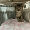 モッチー(愛幸ちゃん)お幸せに！ サムネイル3