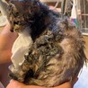 モッチー(愛幸ちゃん)お幸せに！ サムネイル5
