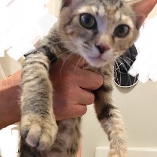 野性的な魅力アビシニアン風