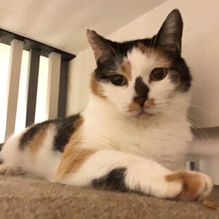 【美憂】童顔な三毛猫さん