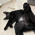 人が大好き猫が大好きな元気いっぱい！タンゴくん♪