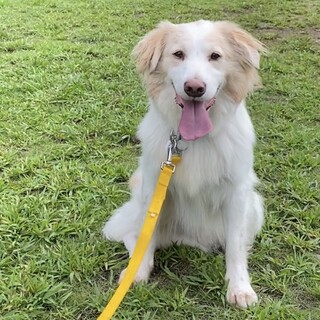 フワフワわっふる
