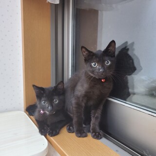 魅惑の真っ黒ボディ、仲良し黒猫兄妹