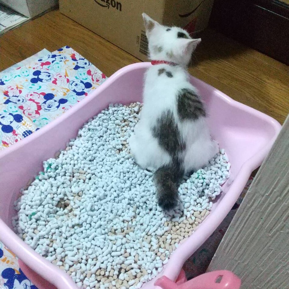 姫のカバー写真