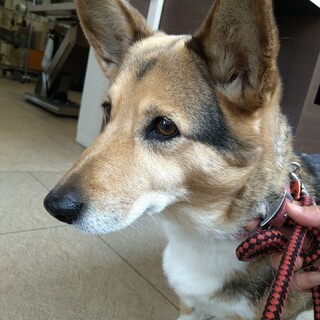 何度も何度も捨てられた甘えん坊のコーギー♀