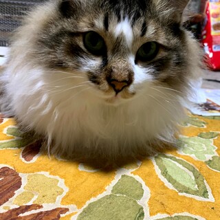 ふわふわ毛の甘えん坊