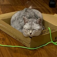 はくまい