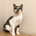 ふわりちゃん
