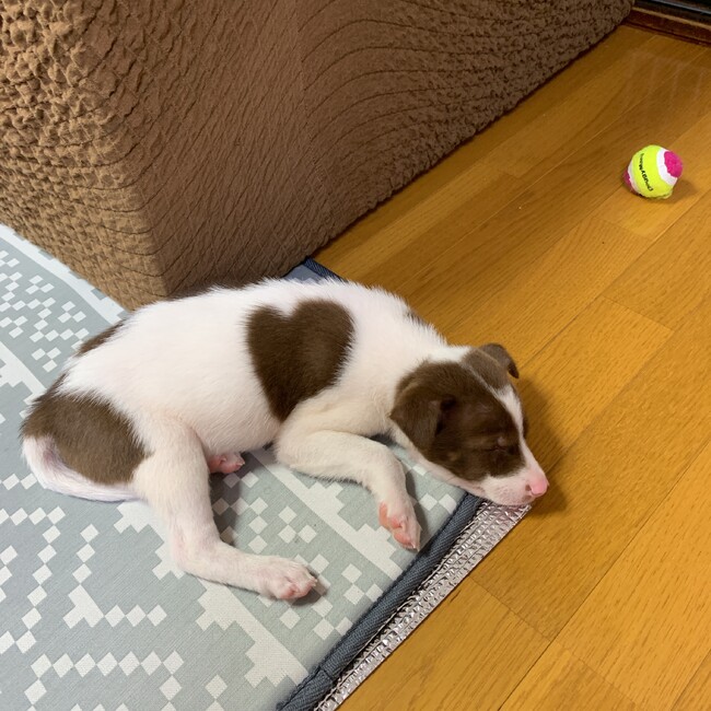 nicohappyのカバー写真