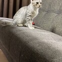 グレーサバトラオスの仔猫里親募集中