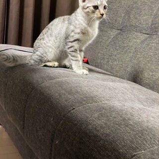 グレーサバトラオスの仔猫里親募集中
