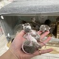 残り1匹！ハツカネズミのベビー