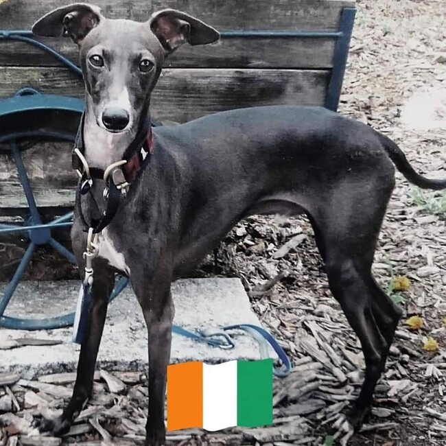 紅葉凧のカバー写真