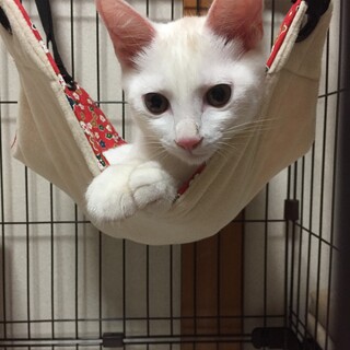 4ヶ月美猫さん兄妹