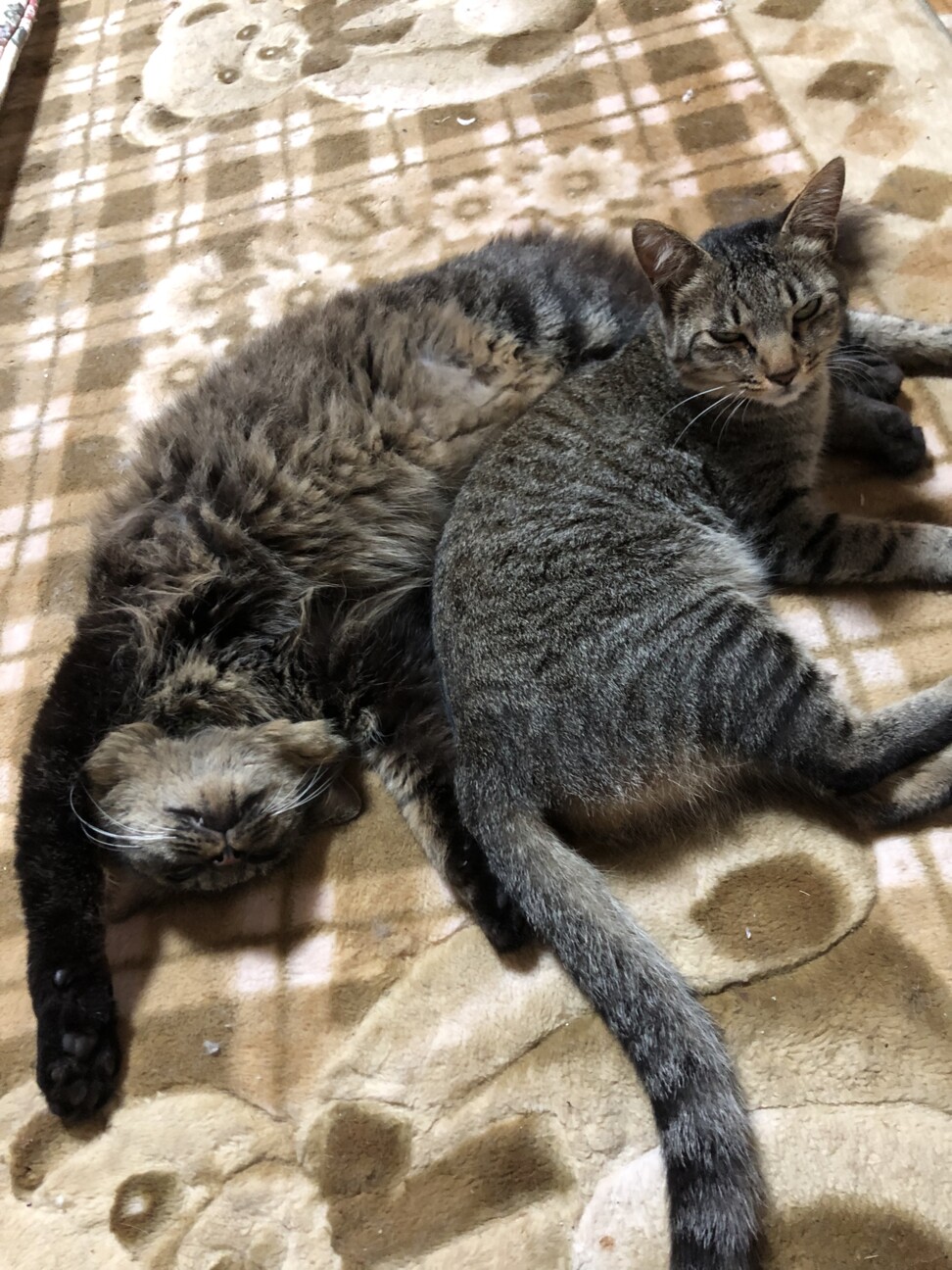 謎の皮膚病＆猫アレルギー」（ちょここんさんのペットログ #37520