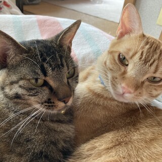 二匹一緒に飼ってくださる方募集